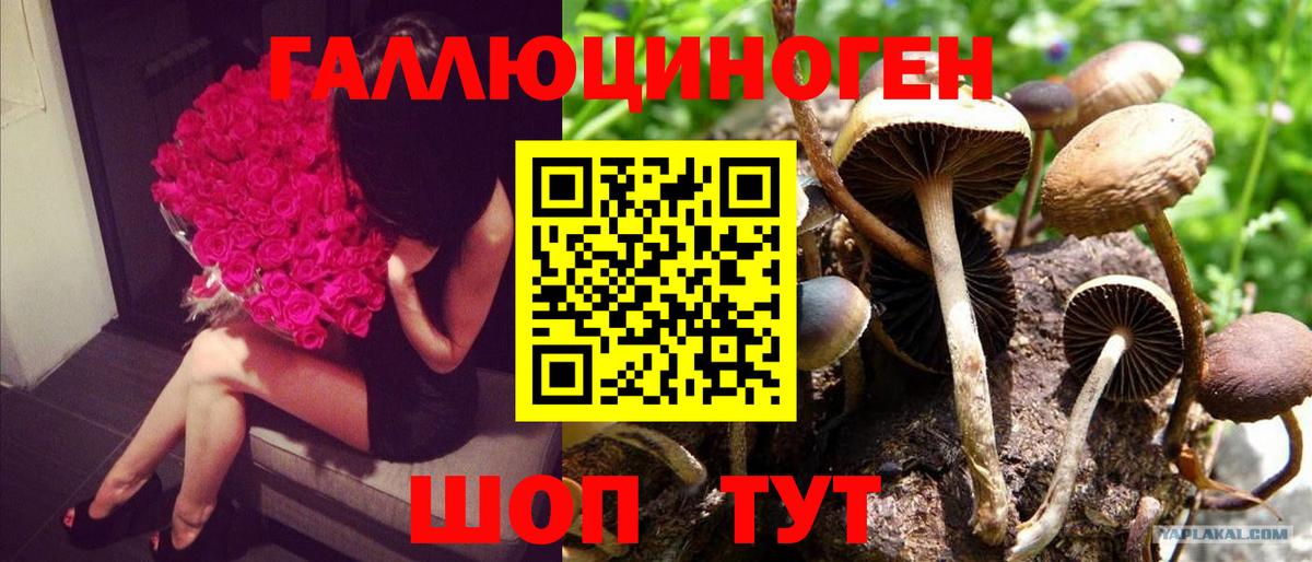 Псилоцибиновые грибы прущие грибы  Псилоцибиновые грибы Cubensis  Вход с VPN  Муром 